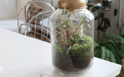 Getting started with Terrariums and Mossariums